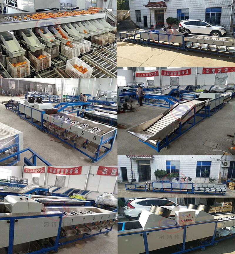 Round Shape Fruit Orange Apple Sorting Grader Line Machine/Customizable Grading Size