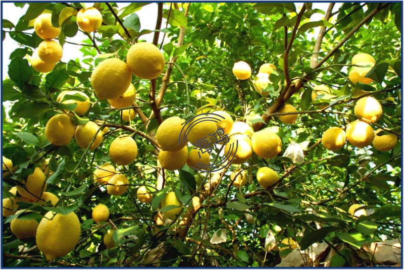 New Crop Super Quality Fresh Lemon Crop