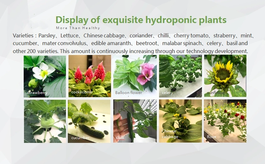 Modern Plant Factory Hydroponic Growing Systems Soilless Culture Vegetable Machine