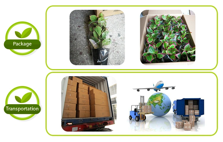 Most Beautiful Cheap Green Hanging Plant Potted for Outside Decoration