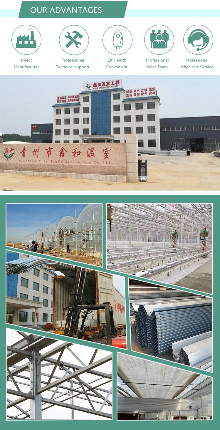 Multi-Span Modern Agriculture Plant Green House