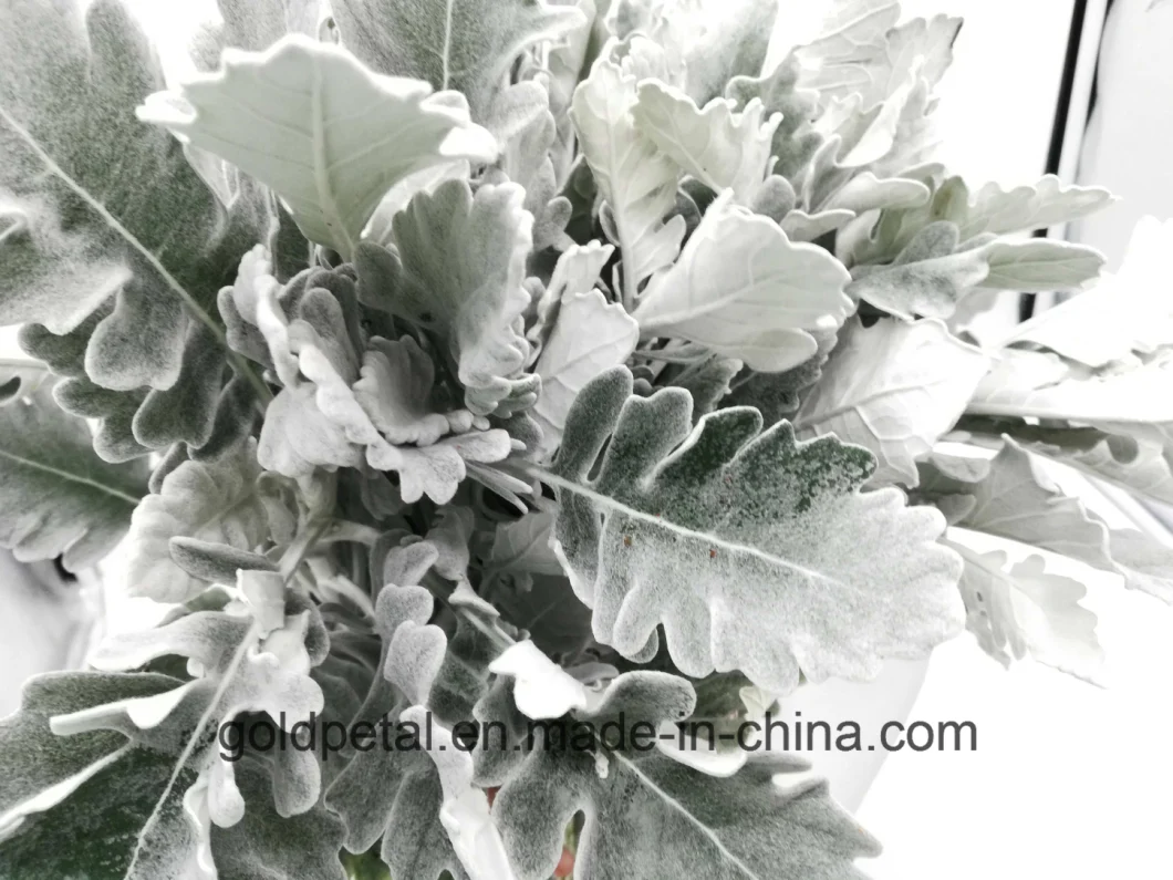 Floral Decoration Fresh Dusty Miller for Flower Bouquet