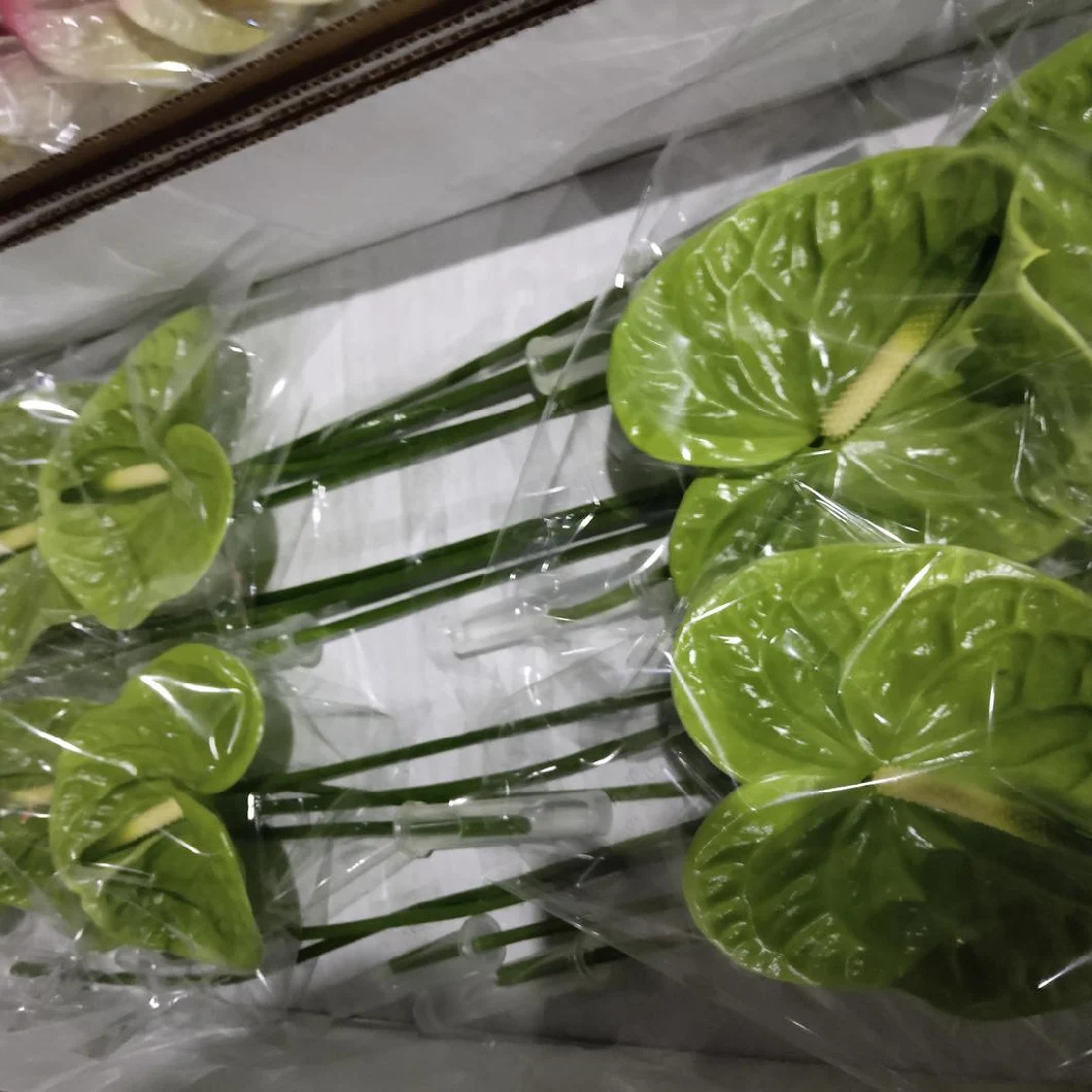 Superior Flower Distributors of China Flower Fresh Cut Flower Green Palm for Decoration
