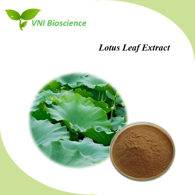 ISO SGS Certified Nuciferine/ Folium Nelumbinis Extract/Lotus Leaf Extract