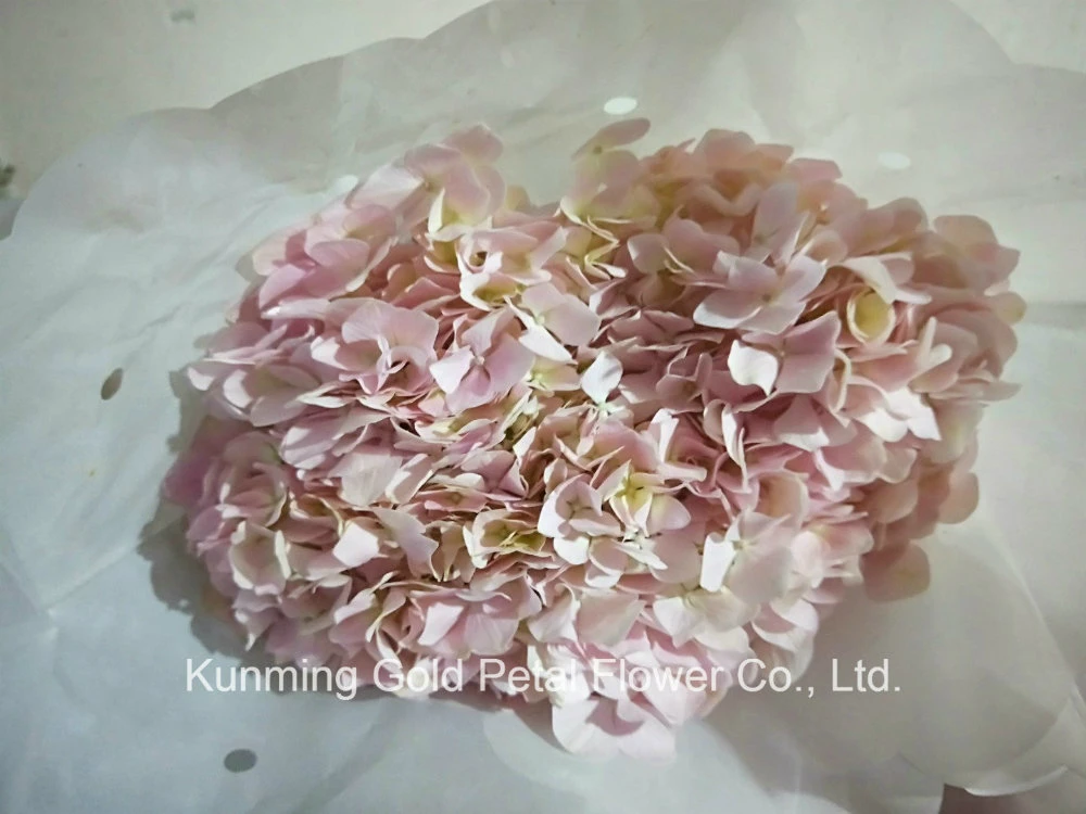Superior Fresh Cut Flowers Garden Decoration Hydrangea Pink Hydrangea for Gift Bouquet