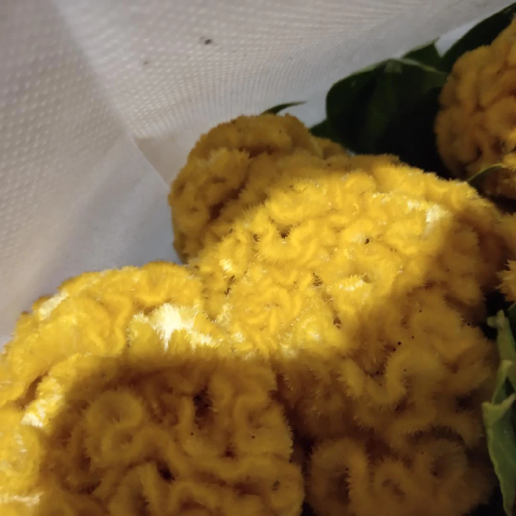 Premium Quality Fresh Flower Flower Fresh Cut Flower Celosia Yellow Coxcomb for Decoration
