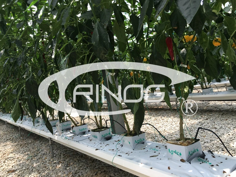 Cucumber hydroponics growing with trellis system