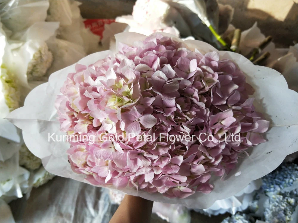 Superior Fresh Cut Flowers Garden Decoration Hydrangea Pink Hydrangea for Gift Bouquet