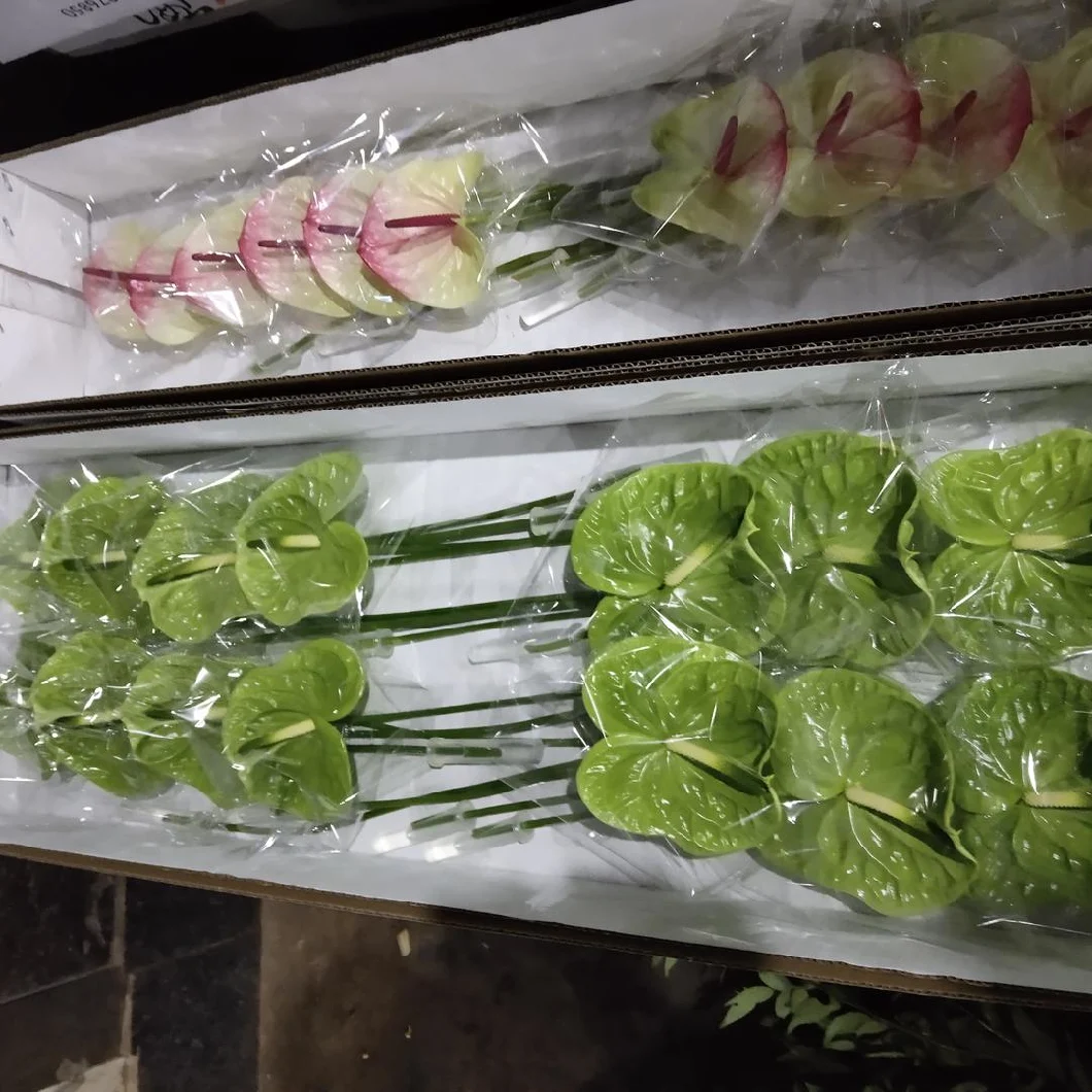 Superior Flower Distributors of China Flower Fresh Cut Flower Green Palm for Decoration