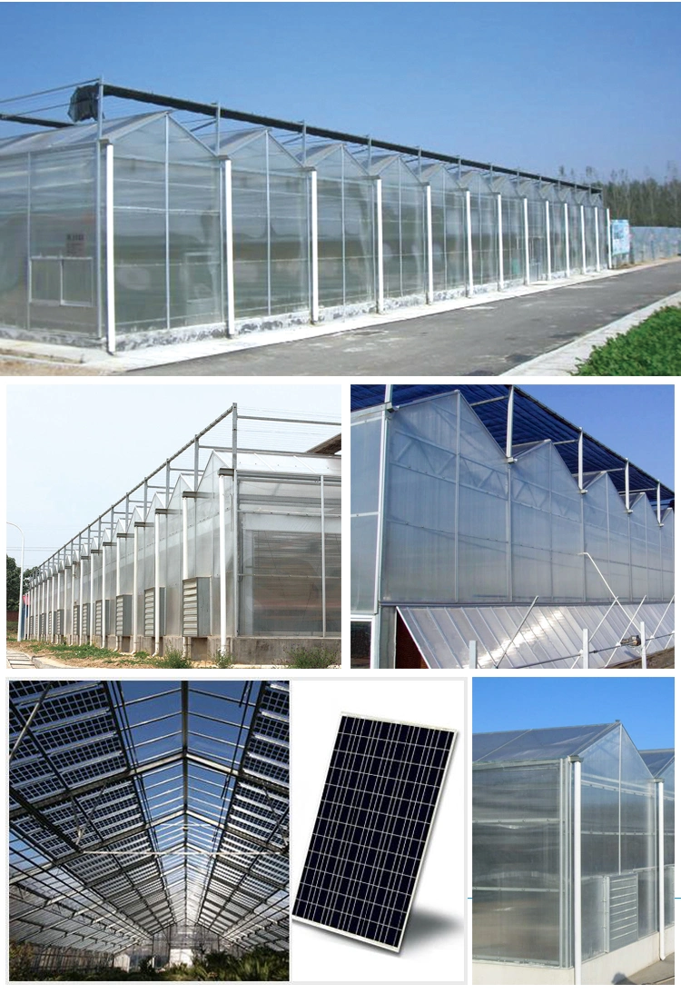 PC Sheet Agriculture Plastic Film Glass Sheet Multi-Span Polycarbonate Sheet Greenhouse