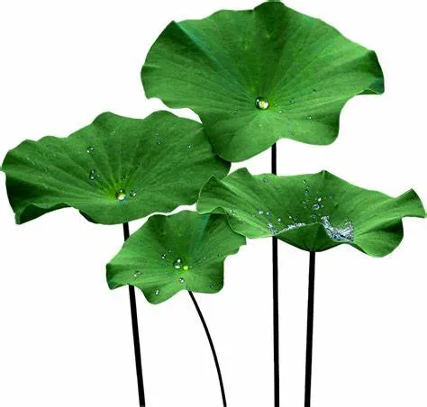 Lotus Leaf Extract Flavonoids Powder Folium Nelumbinis Extract Wholesale