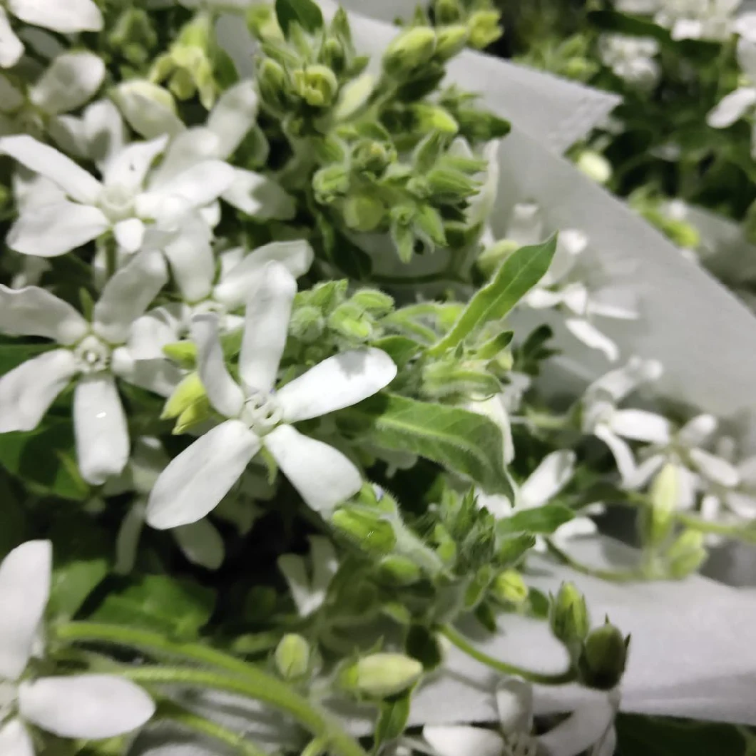 Export Fresh Cut Flower Fresh Cut Flower Blue Heart Flower for Decoration