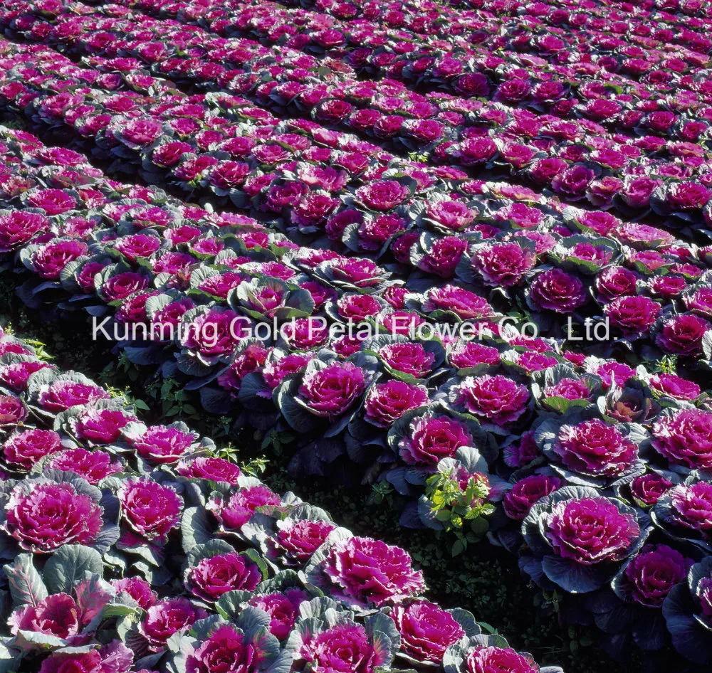 Interior Floral Decoration Fressh Cut Flower White and Purple Brassica
