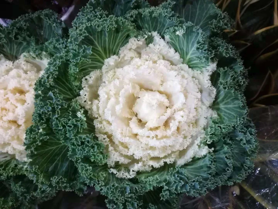Wholsales Floral Decoration Gifts Bouquet Blue Cabbage Brassica