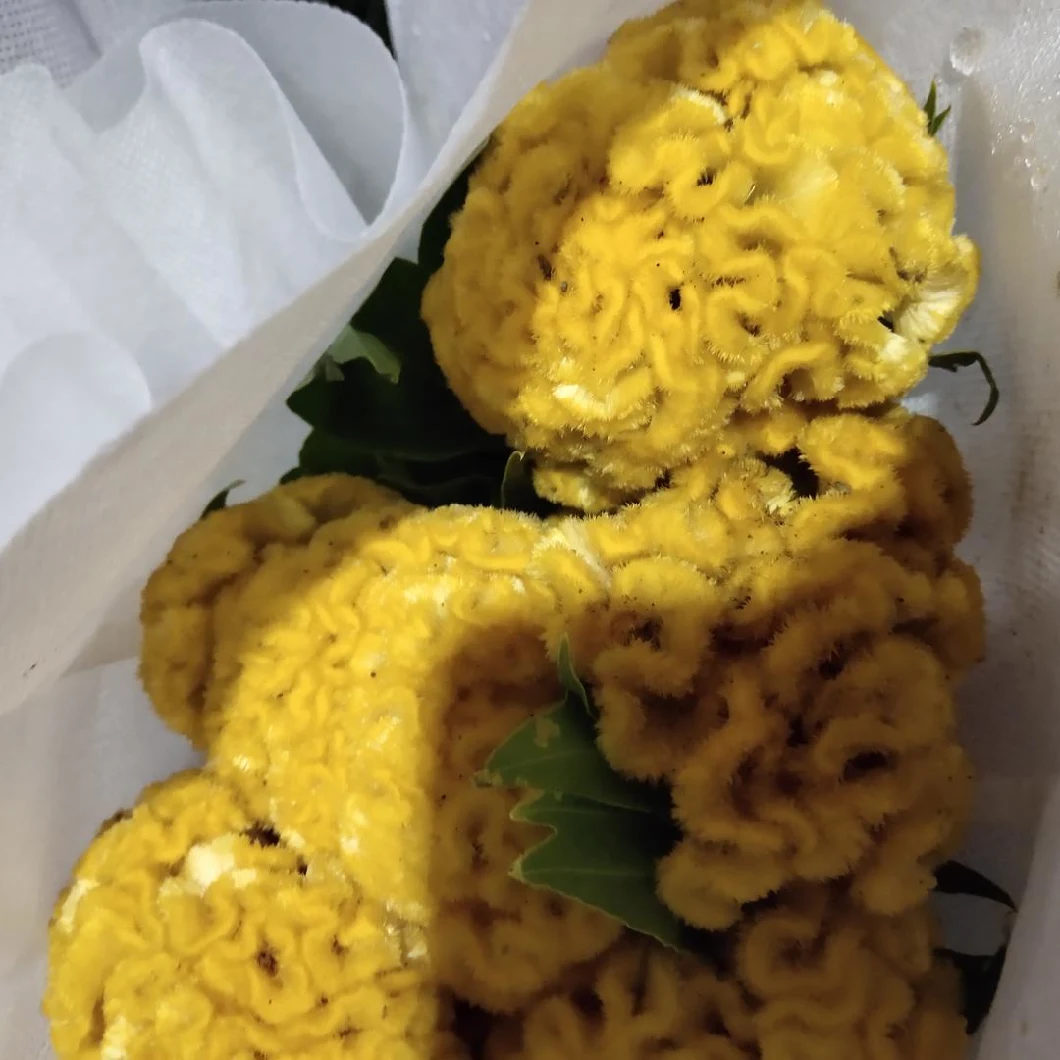 Premium Quality Fresh Flower Flower Fresh Cut Flower Celosia Yellow Coxcomb for Decoration