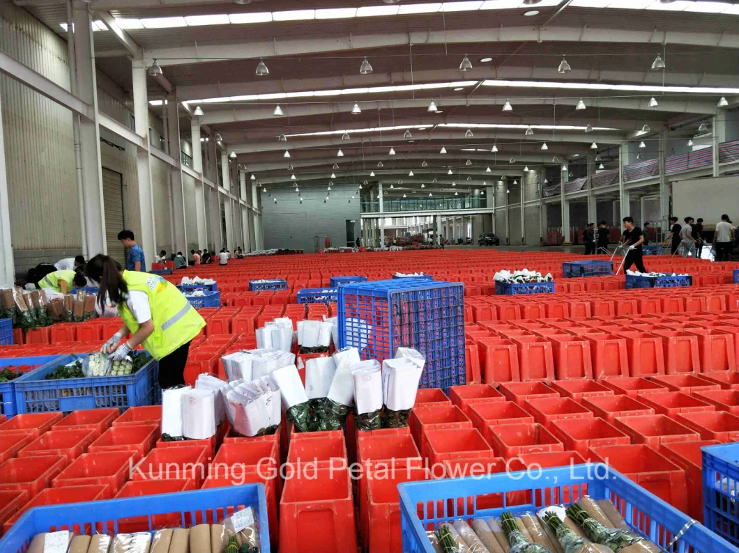 Lamae Flower Preserved Dry Flower for Bouquet Gifts