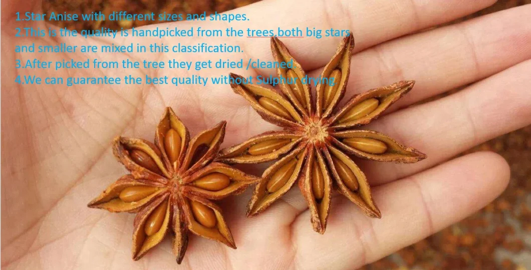 Herbal Medicine Seasoning Dried Star Anise Spice