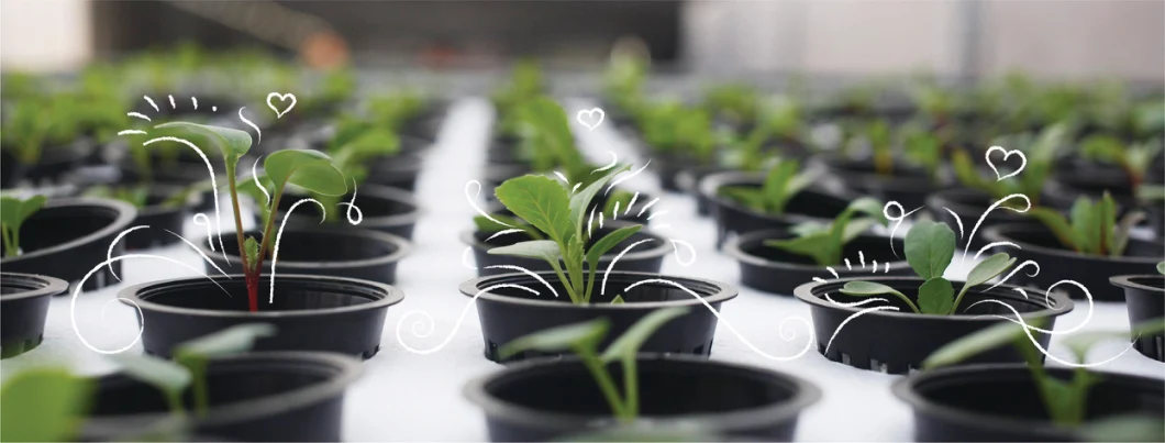 3inch Hydroponic Grow Plant Net Pot Hydroponic Nutrient Solution Nft System Mushroom Farm Planter Net Cup
