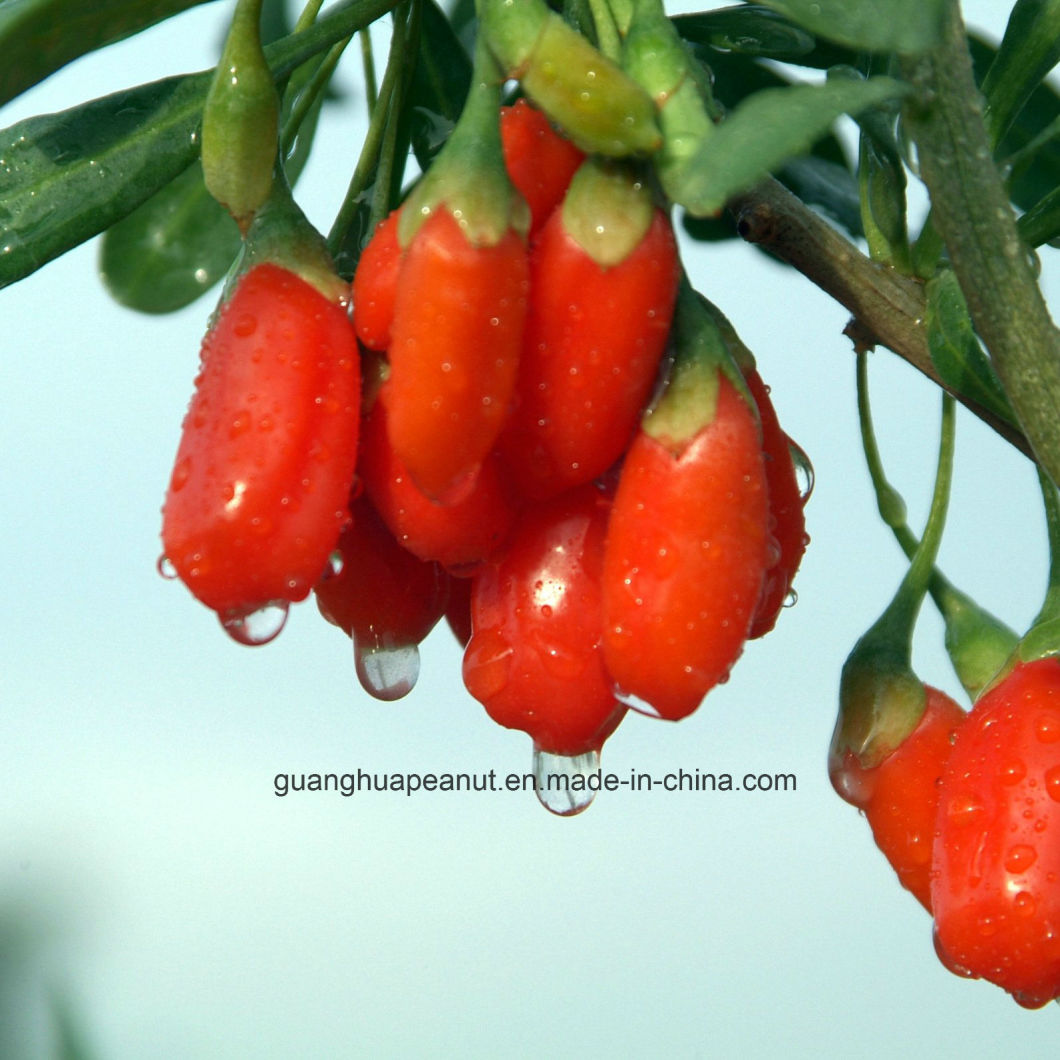 Ning Xia Dried Goji Berry New Crop