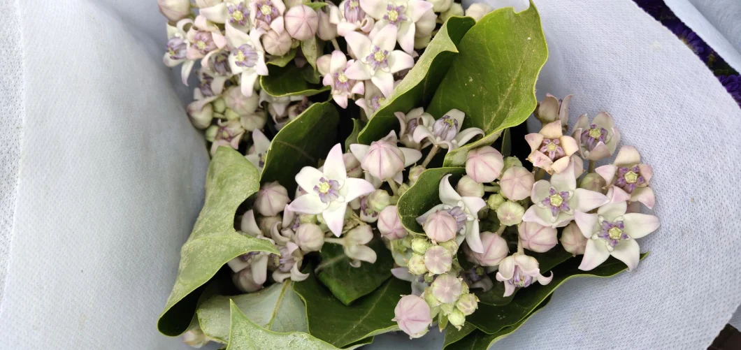 Best Selling Ornamental Flower Fresh Cut Flower Candy Confectionery Flower for Decoration