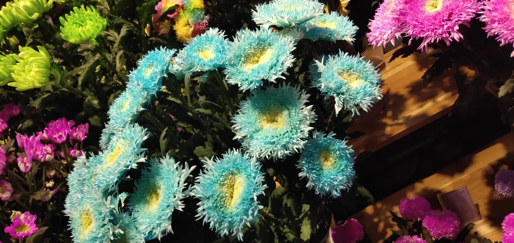 Flower Factory Farm Flower Fresh Cut Flower Green Chrysanthemum for Decoration