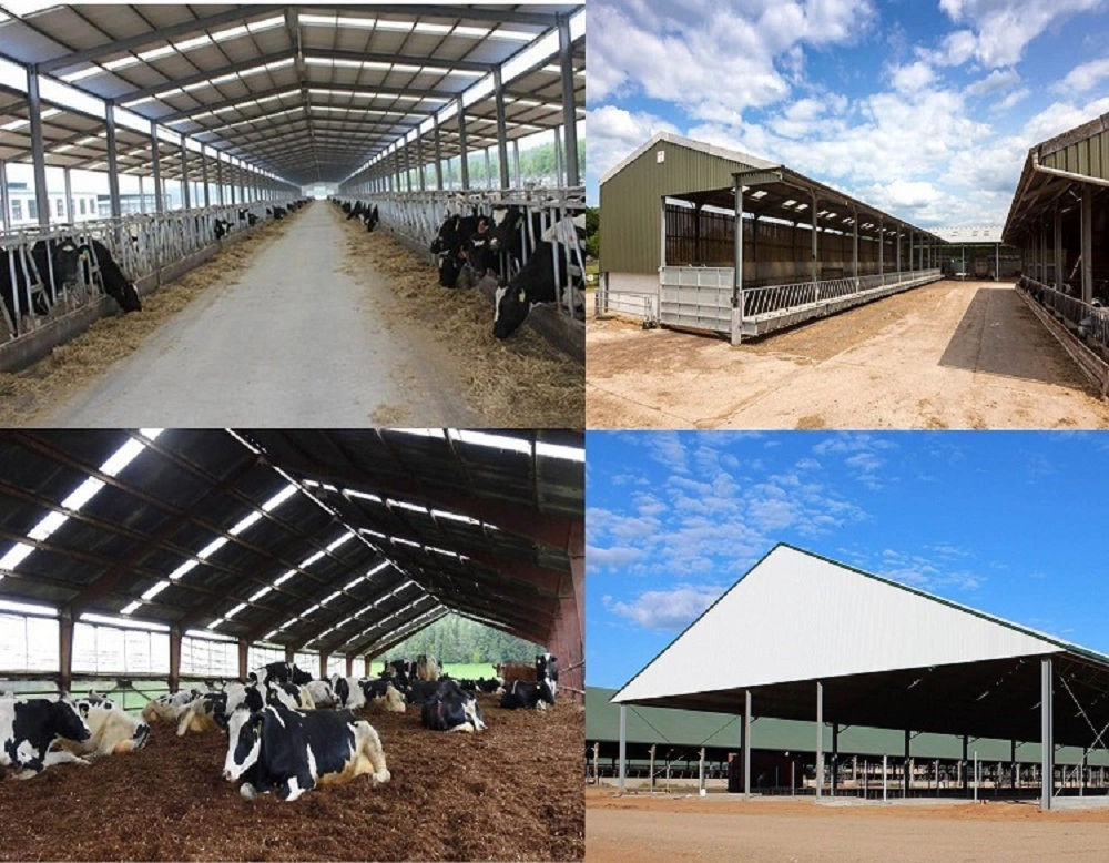 Steel Structure Space Frame Poultry Shed Cow Shed Farm Building