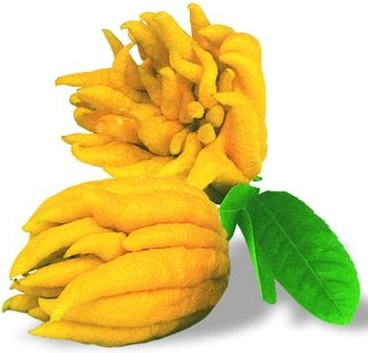Cold-Pressed Bergamot Essential Oil for Perfumes