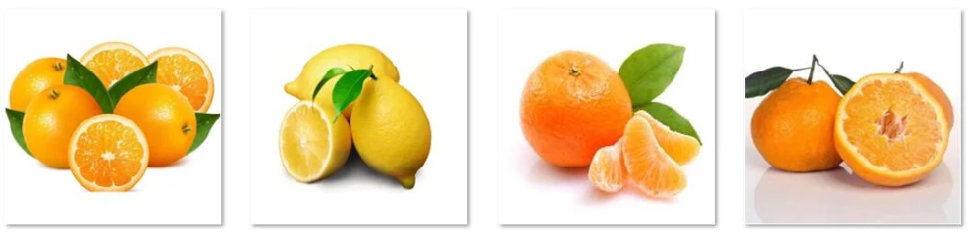 Lemon, Orange Peel, Citrus Nobilis, Tangerine, Navel Orange Essential Oil Extraction Distiller Machine