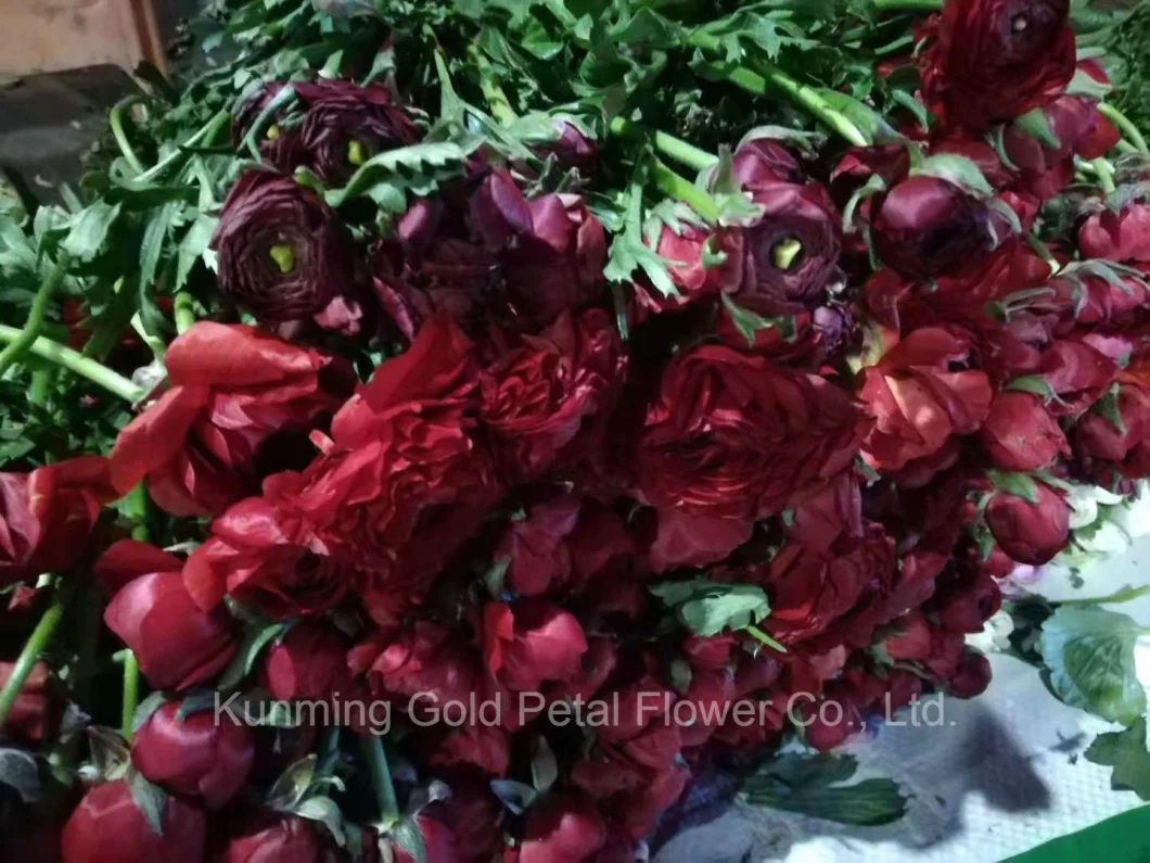 Decorative Flowers Fresh Cut Flower Orange Peony for Beautiful Gifts