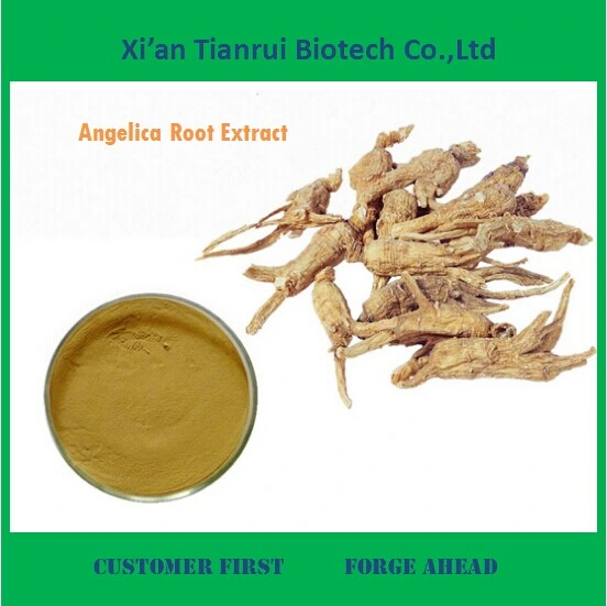 ISO Manufactory Supply Angelica Root Extract