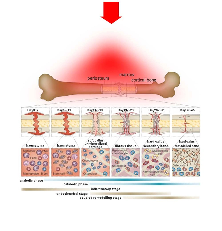 Body Skin Care Weight Management Red Light Therapy Capsule