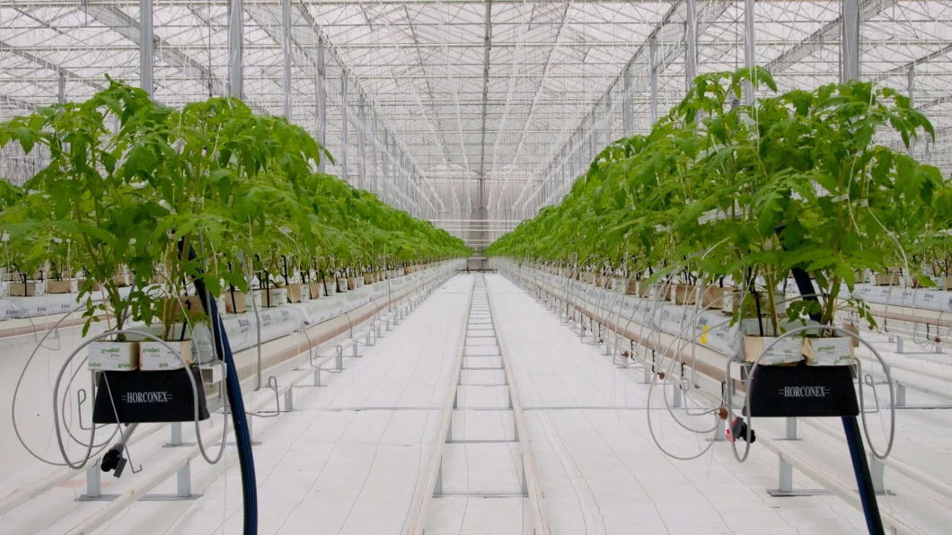 Coco Peat Soiless Planting Greenhouse