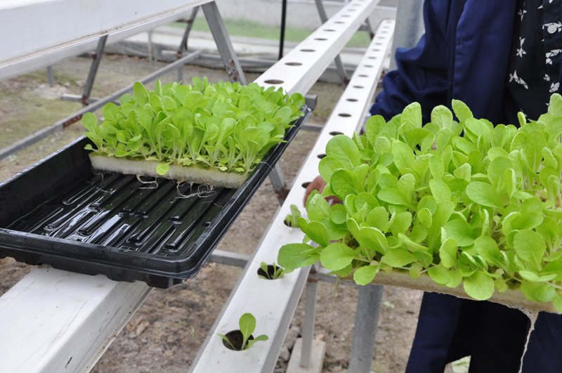 Aquaponic Sponge for Hydroponic Seedling Nursery Vegetable Planting