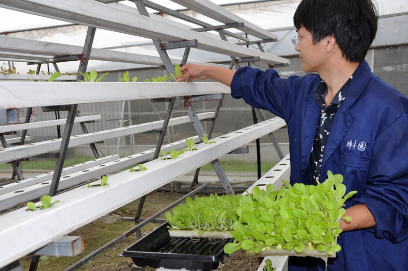 Aquaponic Sponge for Hydroponic Seedling Nursery Vegetable Planting