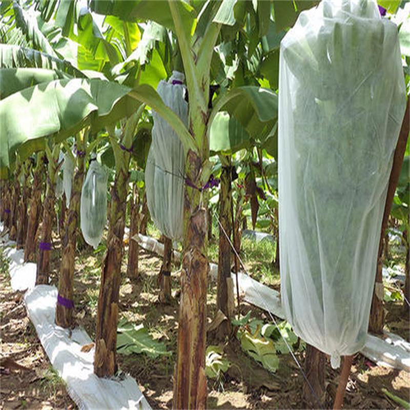 PP Spunbond Nonwoven Fabric for Fruit Protect Bags