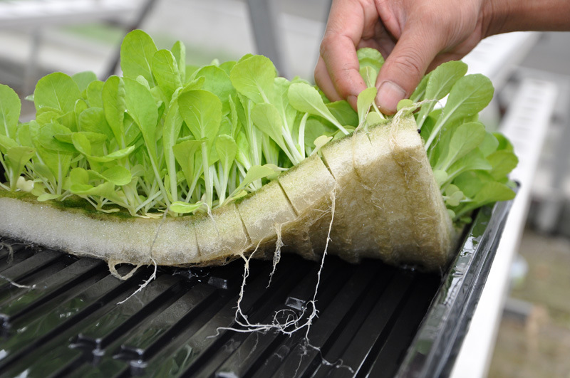 Aquaponic Sponge for Hydroponic Seedling Nursery Vegetable Planting