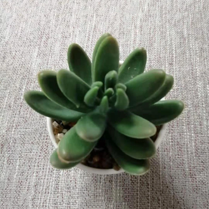 Green Artificial Succulents Plants Pots for Home Garden Decoration Wedding Plants