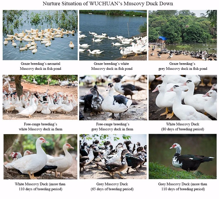 High Quality White Duck Down/Goose Down