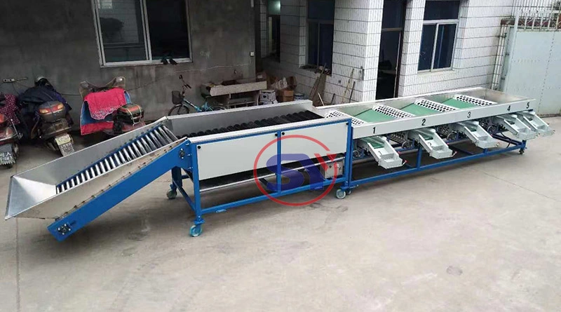 Full Automatic Industrial Apple Sorting Grading Machine for Classifying Onion Garlic