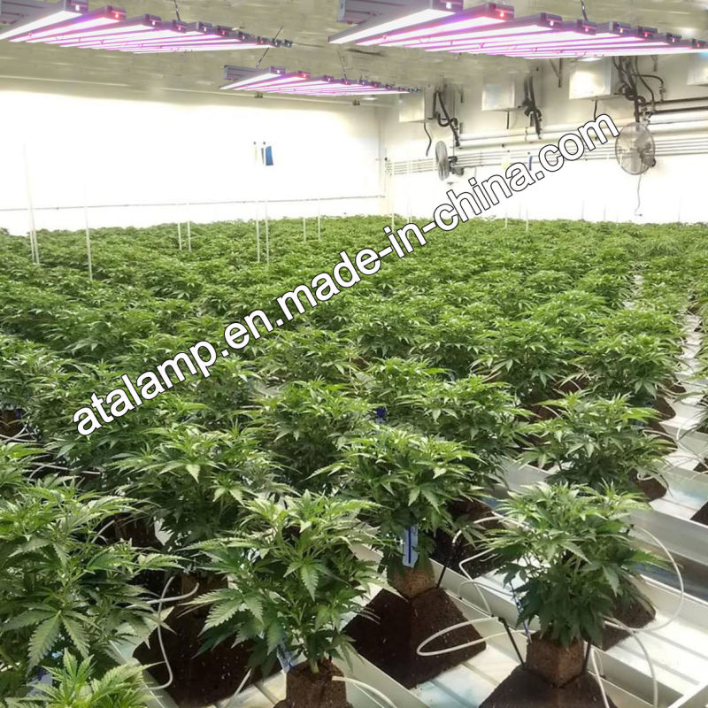 High Power Full Spectrum and Red Blue Ratio LED Grow Light 1000W Plant Light