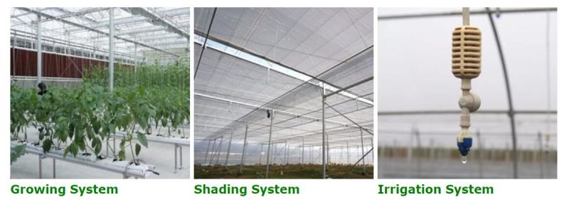 Double Multi-span Film Vegetable Greenhouse with Cultivation Hydroponics System