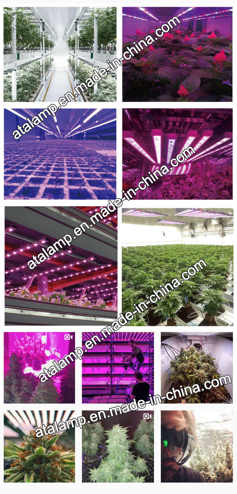 High Power COB LED Grow Light 600W/700W/900W/1000W Outdoor Grow Light