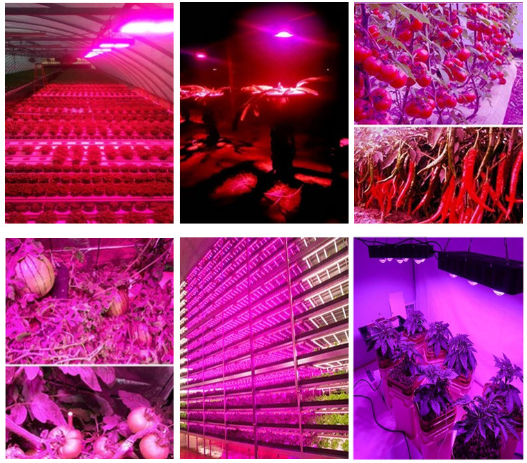 Top Ten on Amazon LED Grow Light for Hydroponics