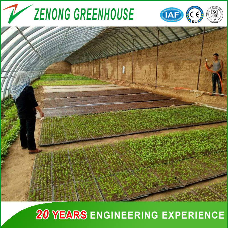 Professional Solar Green House for Hydroponics/Cucumber/Flowers for Sale