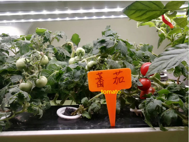 LED Indoor Hydroponics Growing System Cultivator Soilless Supplier From China