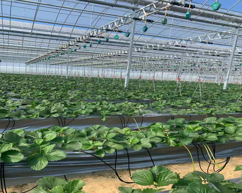 Multi-Span Film Greenhouse with Hydroponics Growing Soilless Cultivation System