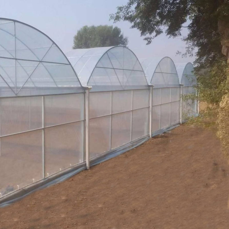 UV Treated Plastic Film Greenhouse for Tomato Planting