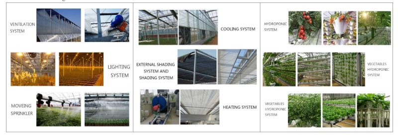 Good Quality Tomato Greenhouse Greenhouse Plastic Polycarbonate Greenhouse