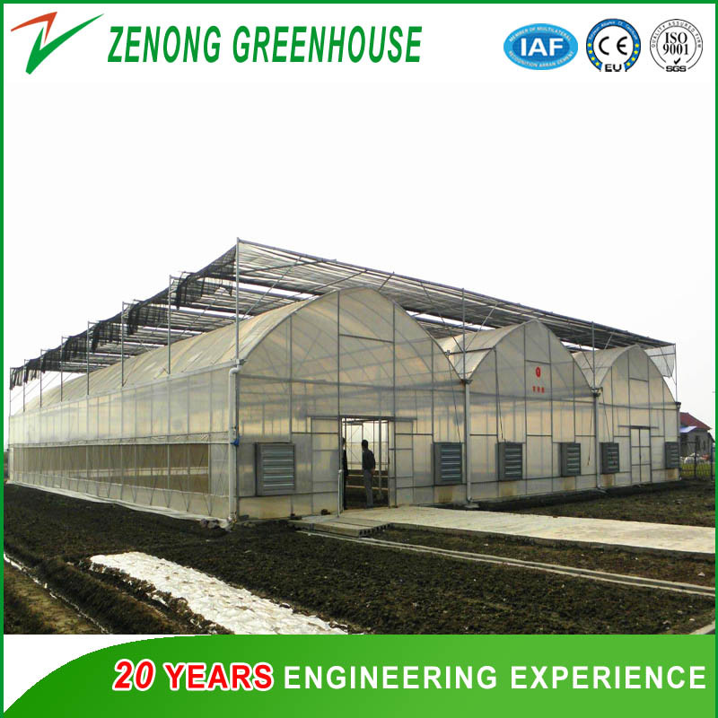 Professional Film Plastic Greenhouse for Tomato/Cucumber Strawberry Hydroponic Growing