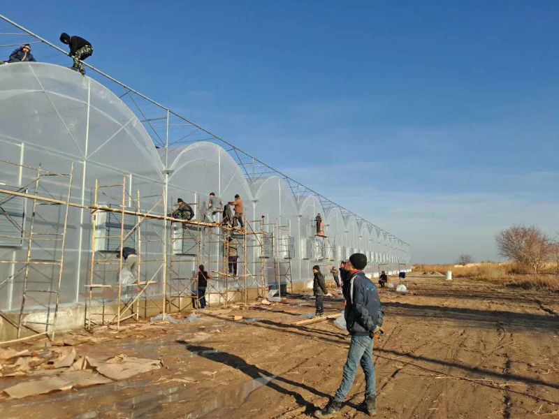 Multi-Span Plastic Film Greenhouse Tomato Greenhouse and Strawberry Greenhouse